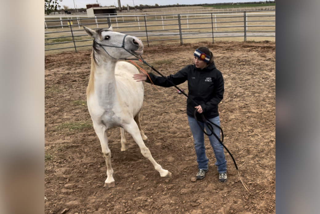 horse fearful of touch