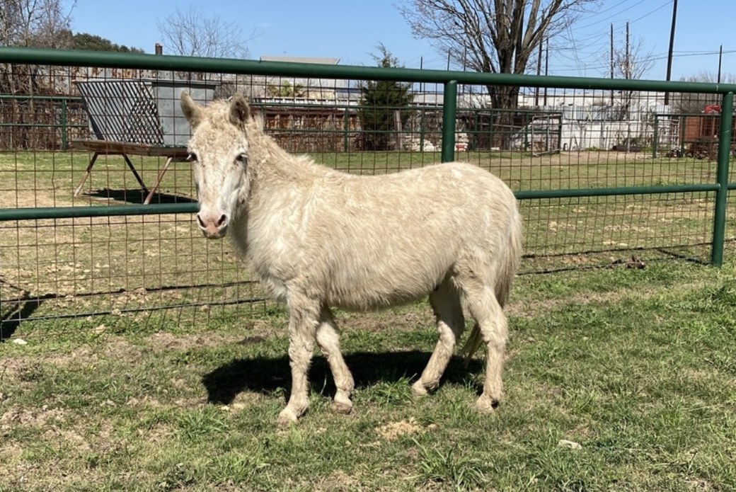 Side profile of a mule looking at the viewer