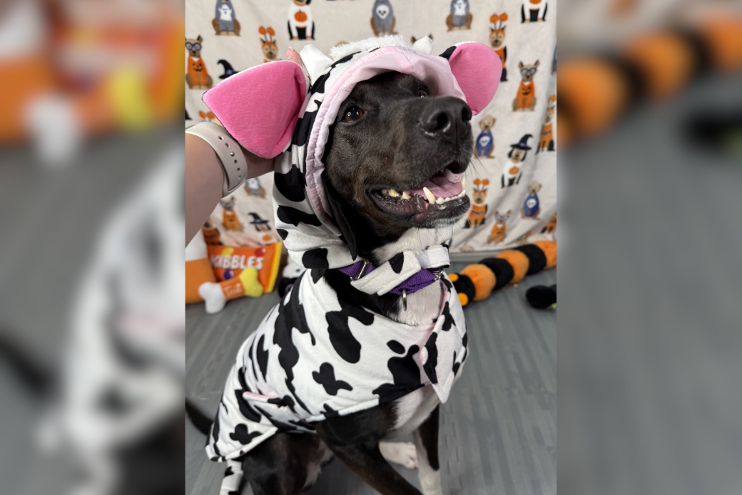 A black dog in a cow costume