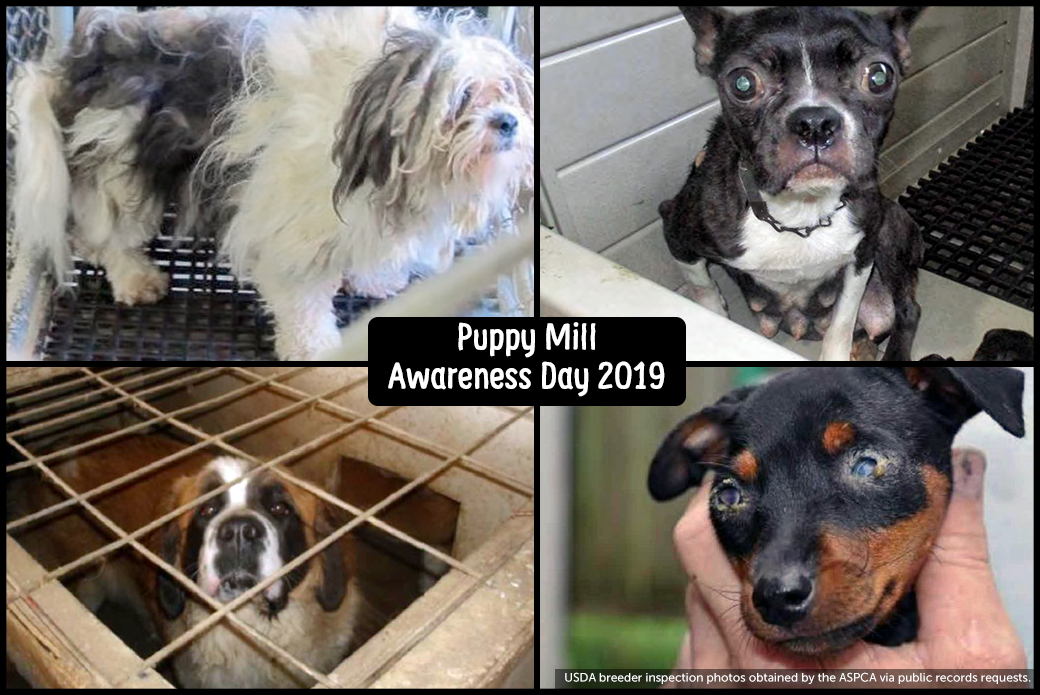 Puppy mill dogs