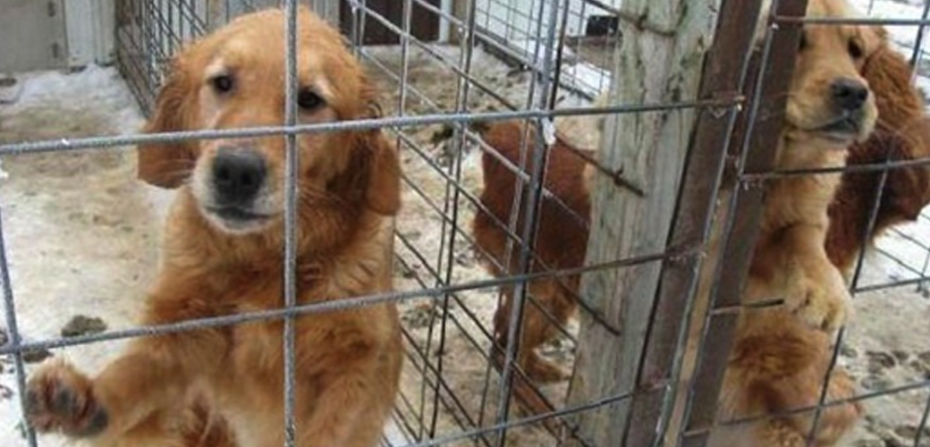 Dog in cage