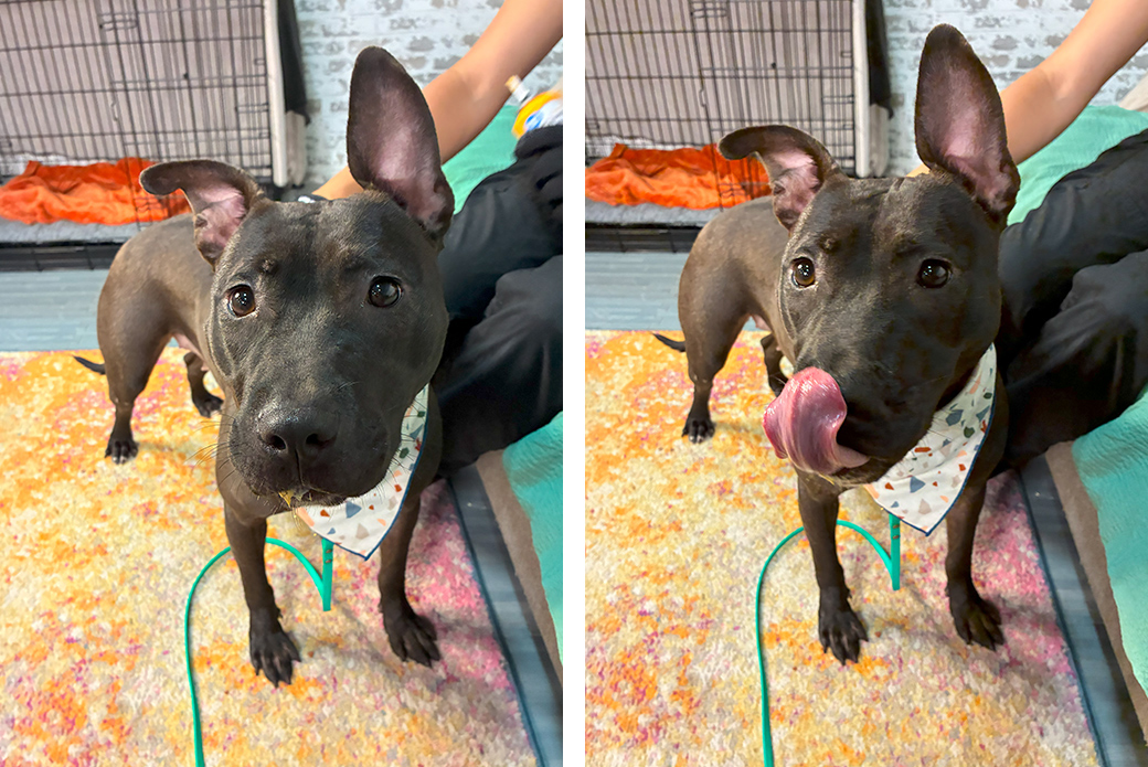 Two pictures of a brown dog getting pets from someone