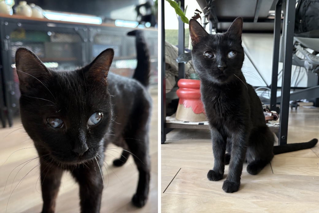A  cat approaching the viewer, and a cat sitting and looking up
