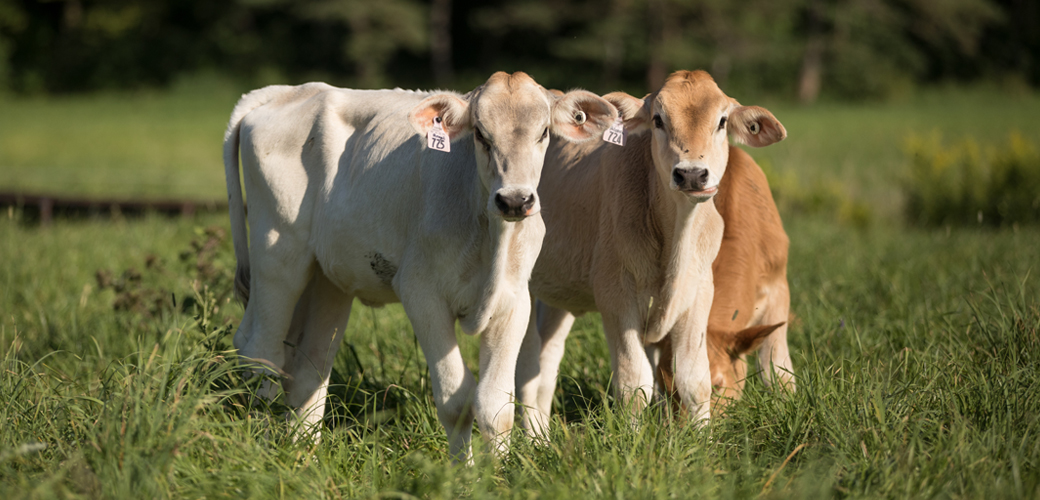 Cows on a farm