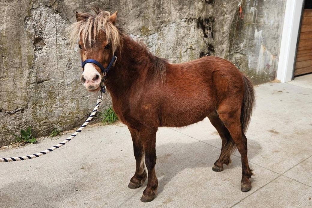 A brown miniature horse with a messy mane