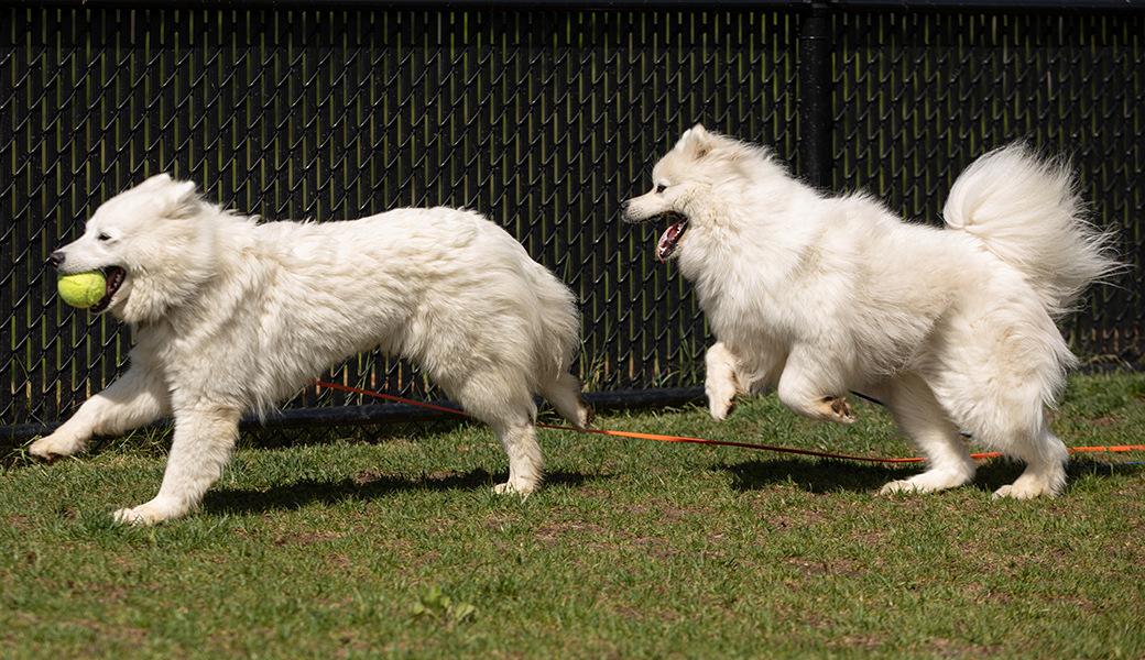 Maybel playing with Ivory