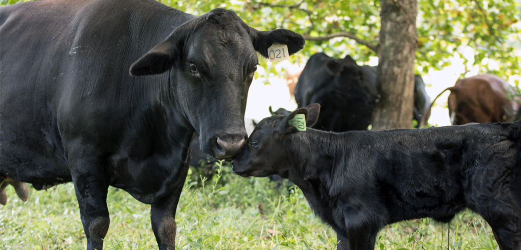 Cows on a farm