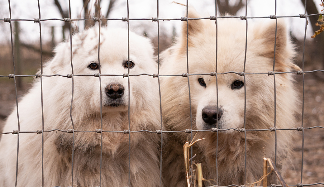 two sad samoyeds in an outdoor pen