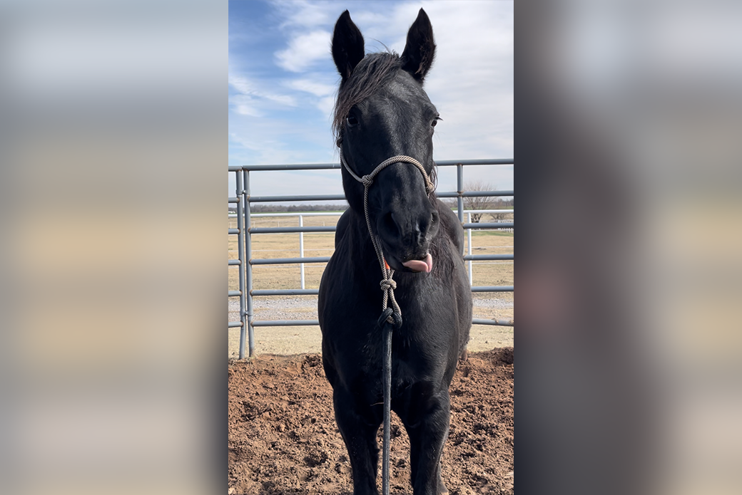 a relaxed horse