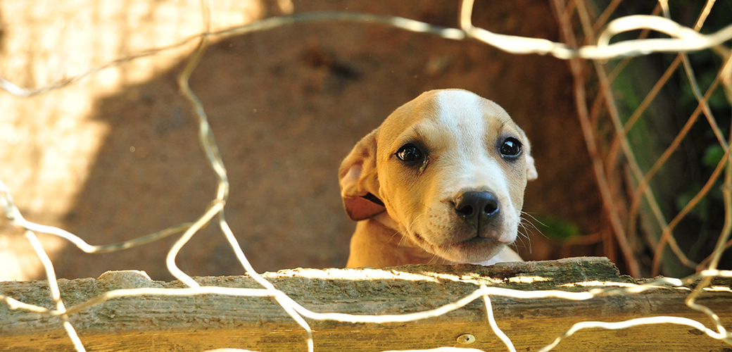 Remaining Defendants Receive Sentences in Historic Dog Fighting Case