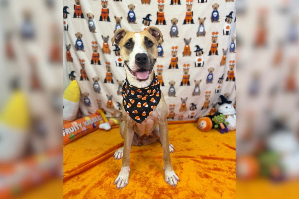 A brown-and-white dog wearing a candy corn bandana