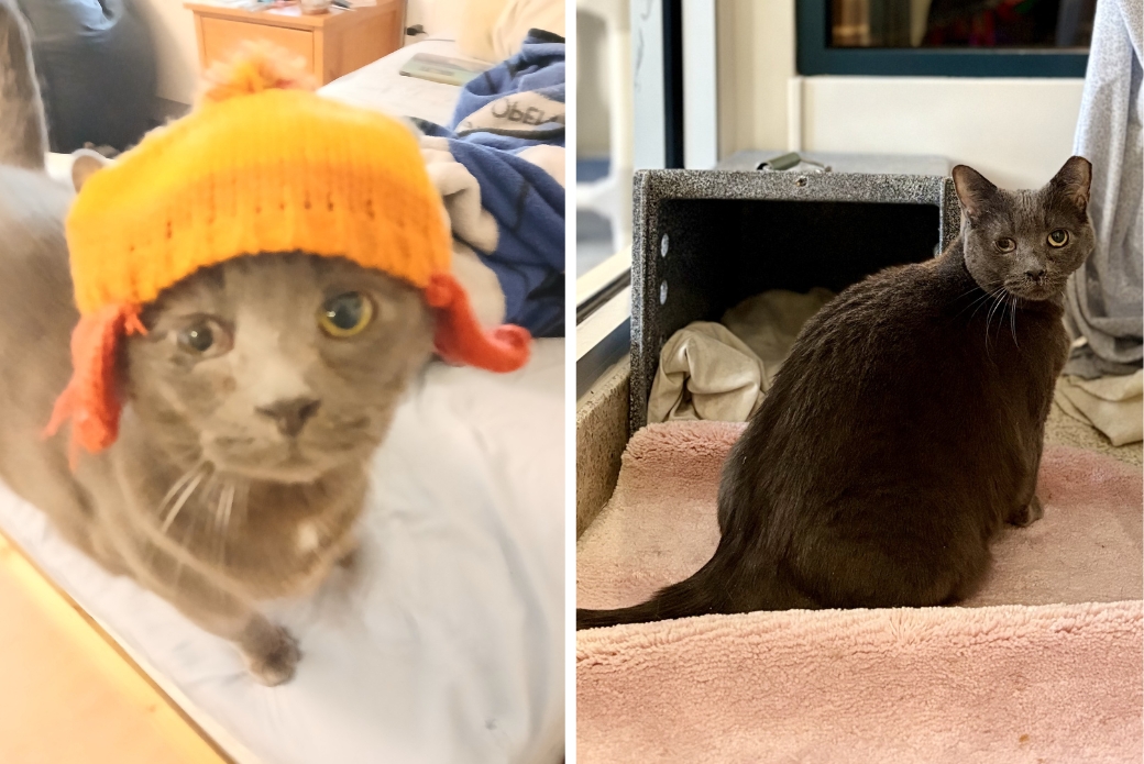 A cat wearing a winter hat, and a cat sitting down and looking over its shoulder