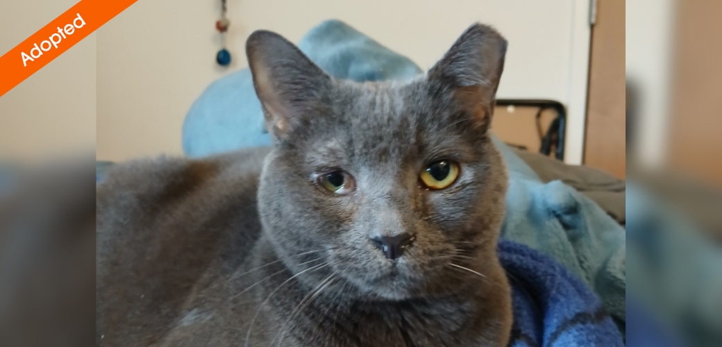 A cat looking calmly at the viewer, with an Adopted sign