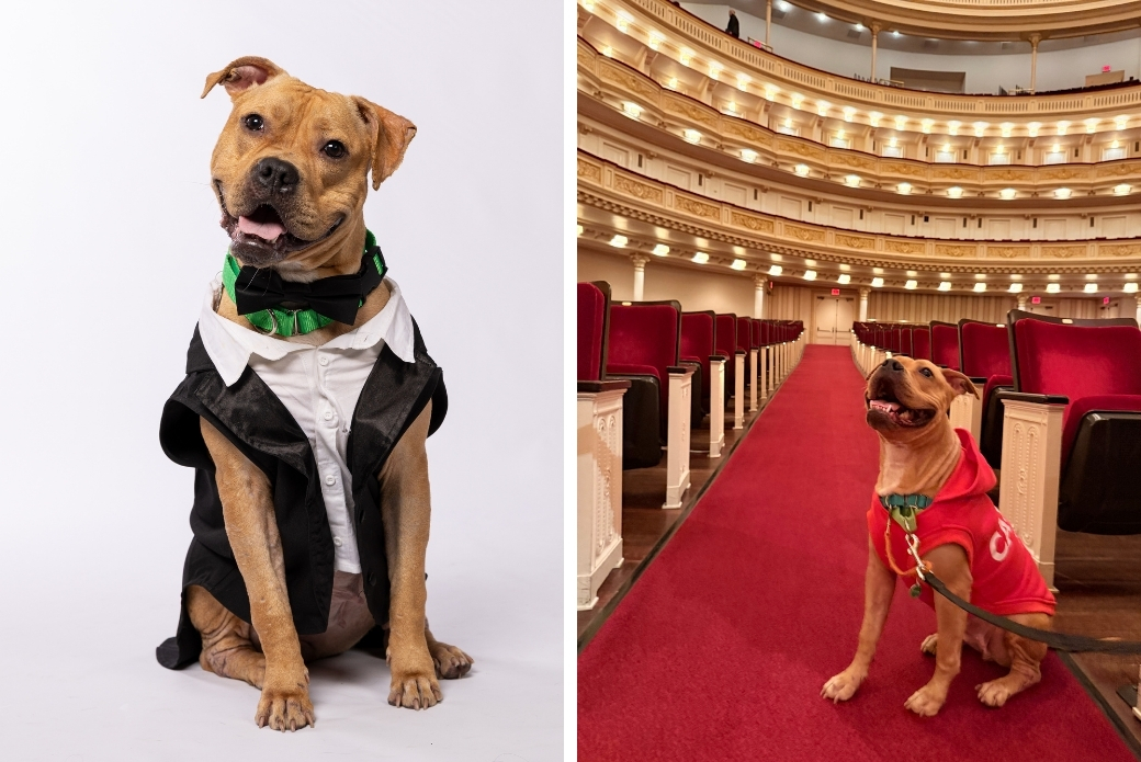 A brown dog in a tuxedo, and the same dog sitting in a theater