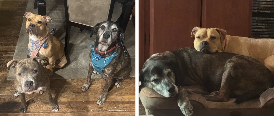 Three dogs sitting together, and two dogs cuddling