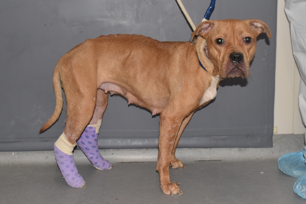 A brown dog, underweight with bandages on their back legs