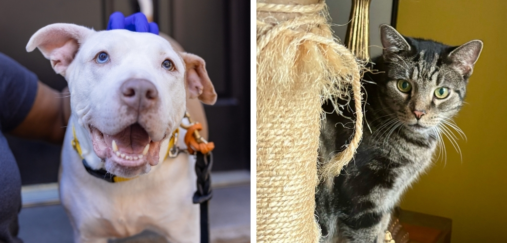 A white dog being pet and a brown tabby cat looking at twine