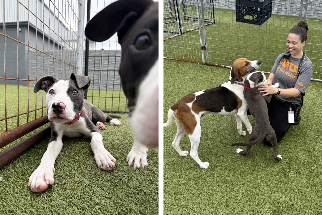 Sgaeyl playing outside with friends