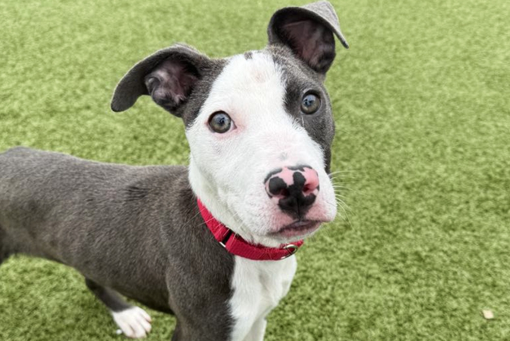 A black-and-white dog looking up at the viewer