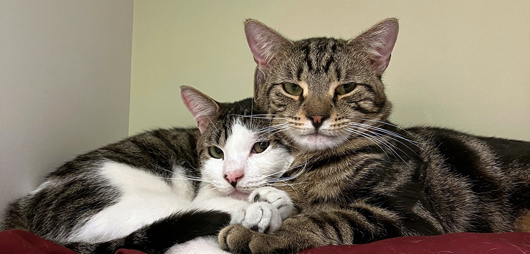 How Two Bonded Cats, Sikes and Stanley, Found the Purr-fect Home