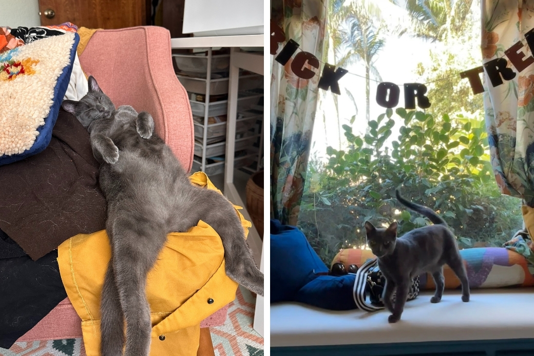 A gray cat lying down with his belly up, and the same cat on a bench by a window