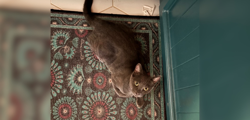 A gray cat lying down on a rug, looking up