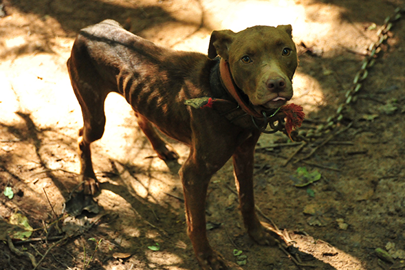 Strong Sentences Handed Down By Alabama Court in Historic Dog Fighting Case