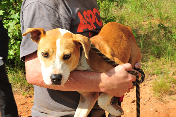 Strong Sentences Handed Down By Alabama Court in Historic Dog Fighting Case