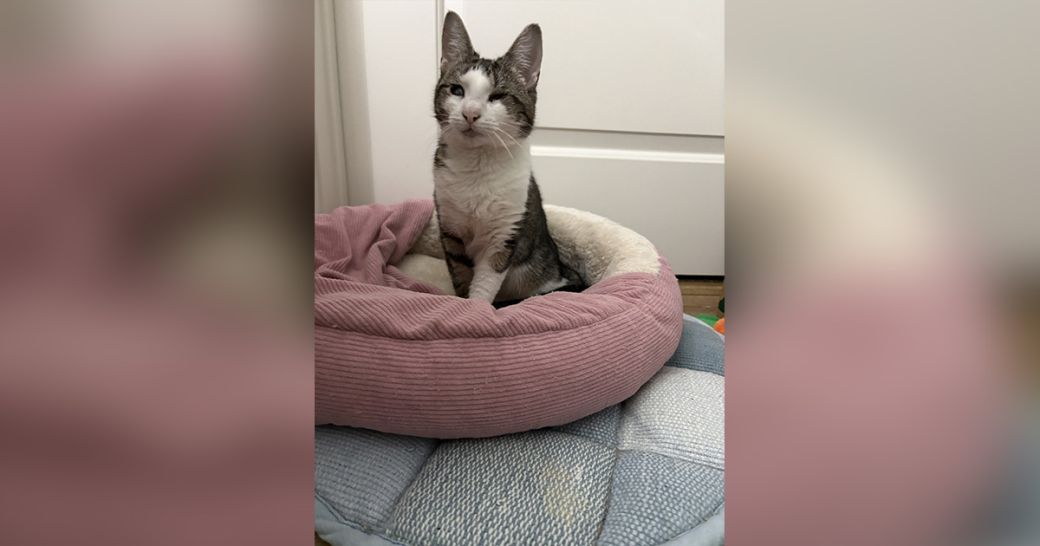 Carmelita the cat is looking for a home
