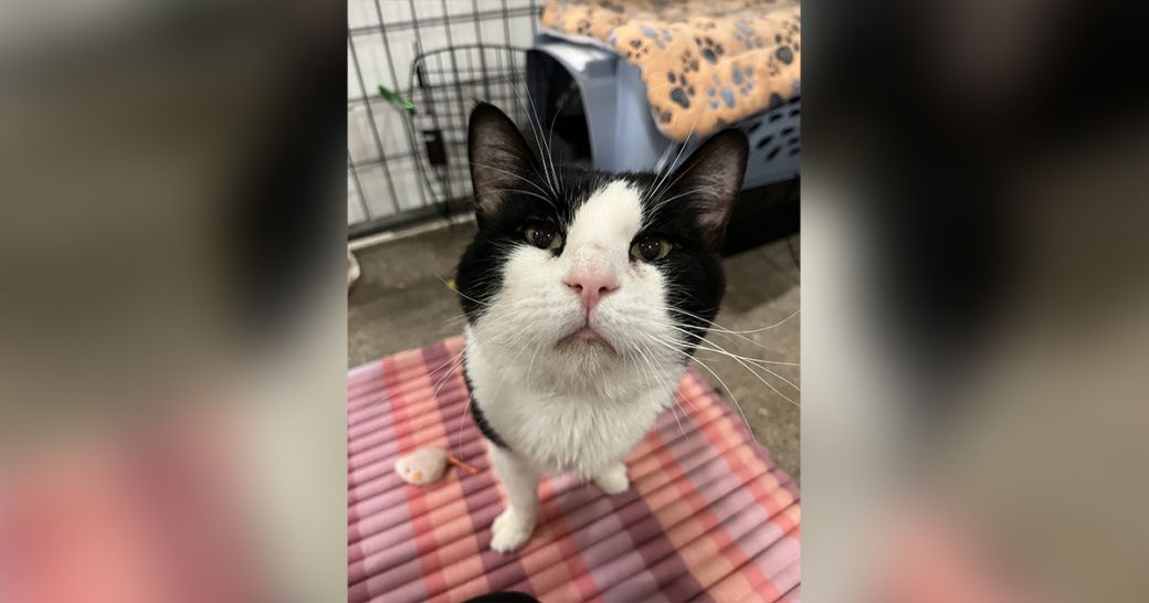 Cookie the cat