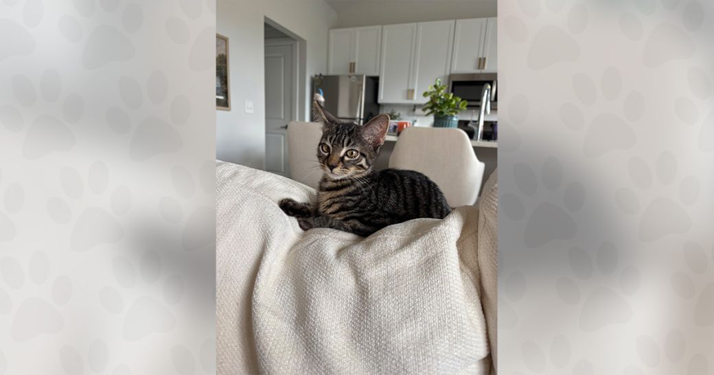 Viscount the cat is ready to be adopted!