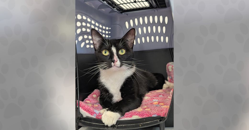 Birkin the cat is ready to be adopted!