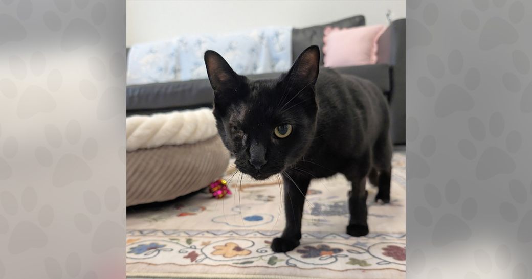 Genevieve the cat is ready to be adopted!