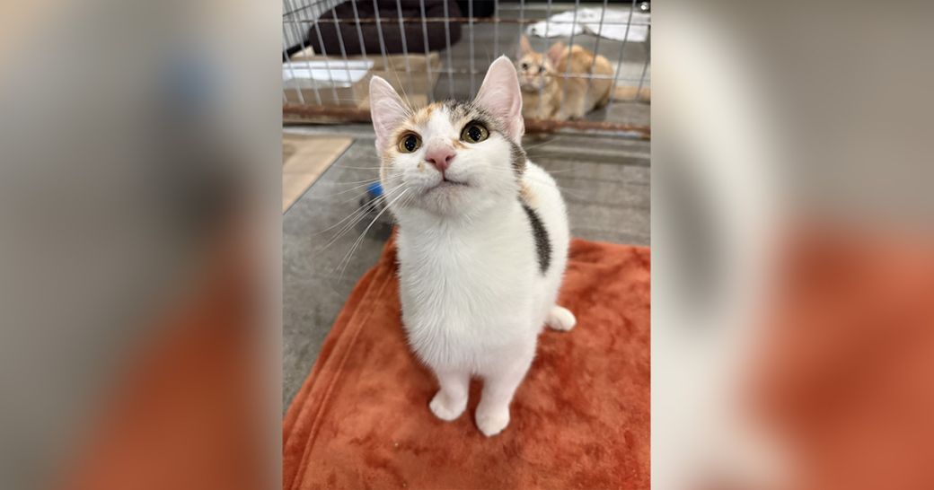 Lucie the adoptable cat
