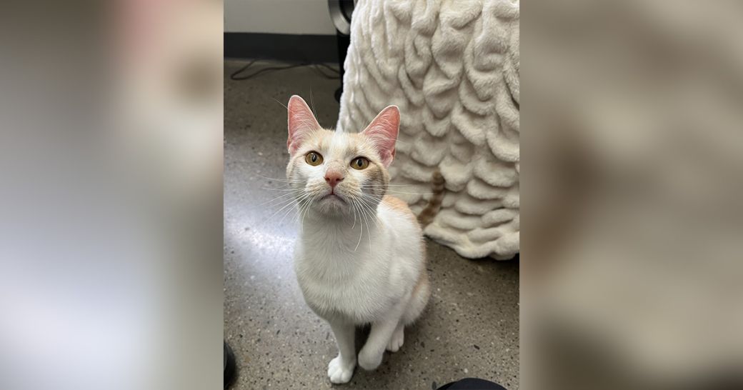 Patio the adoptable cat