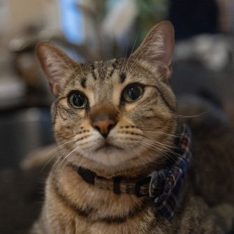 Cat wearing a bowtie