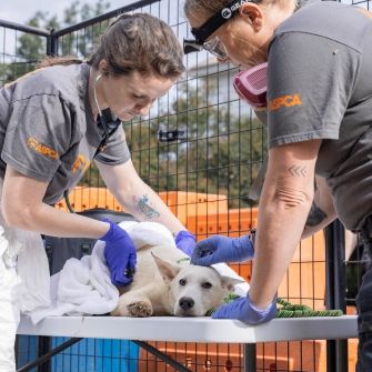 ASPCA Rescue 