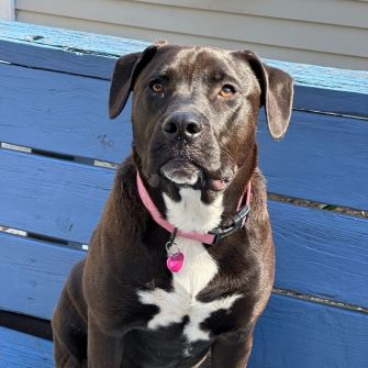 Dog sitting on porch