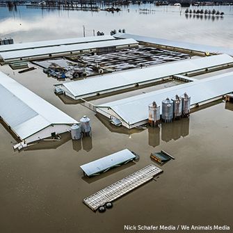 a flooded factory farm