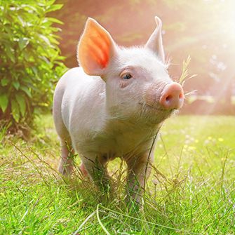 close up on a pig in grassy field with sun shining on it