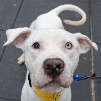 A white dog looking up at the viewer