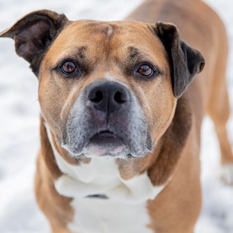 Is It Safe to Use De-Icers Around Your Dog?