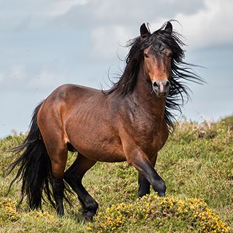 brown horse in a field
