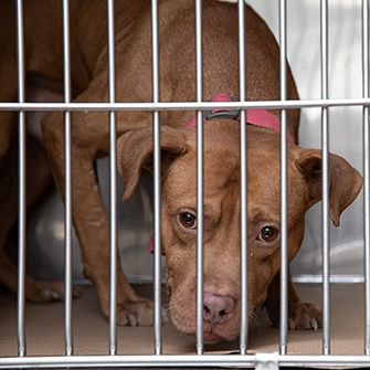 a young dog in a crate