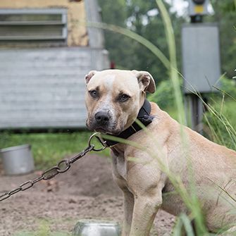 a pitbull chained outside