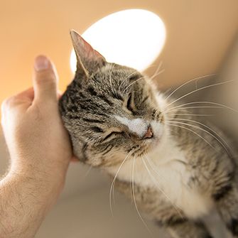 a cat being petted 