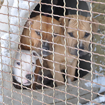 puppies in a cage