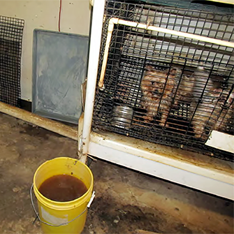 two dogs in a dirty cage near a yellow bucket filled with sewage