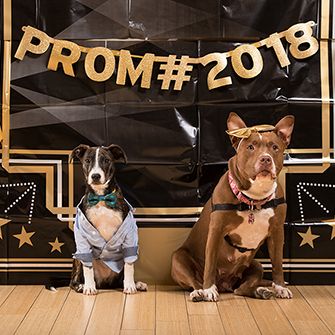 Dog Prom