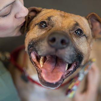 Orson, a brown pitbull looking happy at the camera